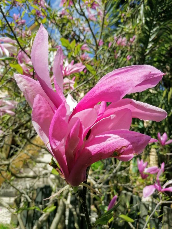 Guest House Dans Jardin Exotique Proche D'Une Voie Verte Morlaix Kültér fotó